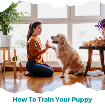 How To Train Your Puppy?