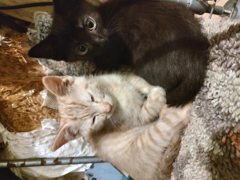 9-10 week old kittens