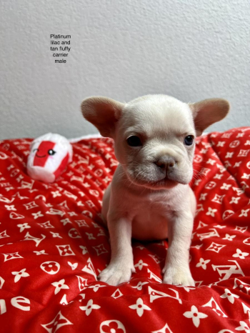 French Bulldog puppies