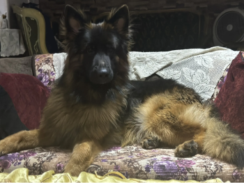 كلب جيرمان شيبرد للجواز