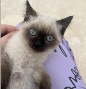 قطط همالايا