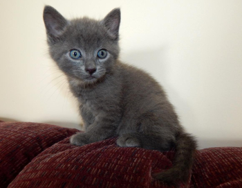 grdsfgd Russian blue kittens