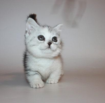 Munchkin Kittens for sale