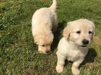 Whatsapp me (+40-721-600-187) Golden Retriever Puppies