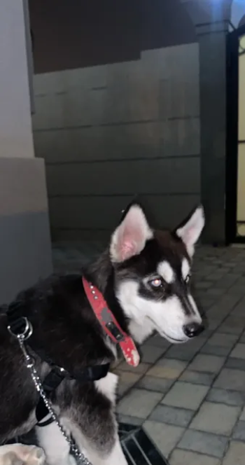 هاسكي سايبيري أنثى و ذكر Siberian husky female and male