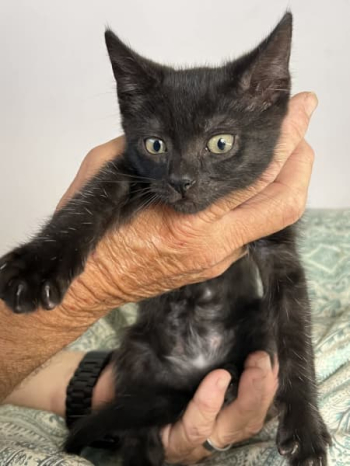 Male black kitten - relisted due to no show