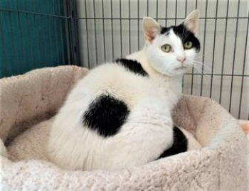 Patches--SENIOR SPECIAL Domestic Shorthair Senior Female in Aberdeen, South Dakota