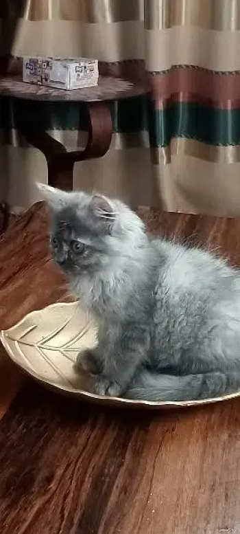 4 months age h triple cod h