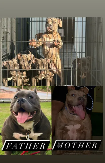 American Bully puppy