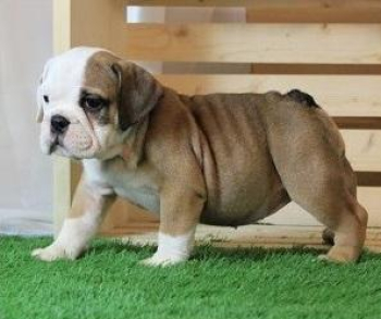 bubbly English Bulldog puppies