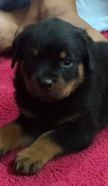 جرو روت وايلر تقليب عالي