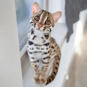 Amazing Bengal kittens for sale
