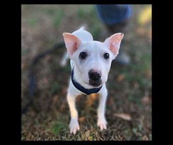 Genesis Rat Terrier Male in Fayetteville, Georgia