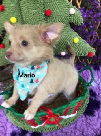 Pedigree Chihuahua puppy last of his litter ready now