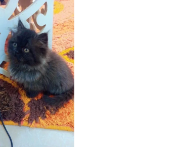 حيوانات للبيع في الدمام السعودية