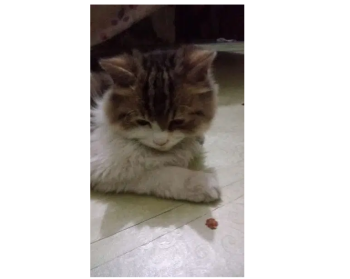 pet cat