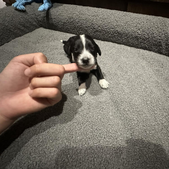 Aussiedoodle Puppies for sale