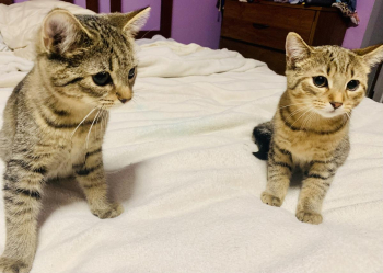 Mackerel Tabby half Main Coon kittens looking for loving home