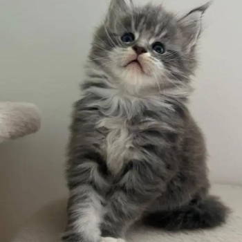 Maine coon kittens text at (615) 864-0451