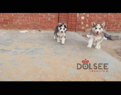 ولد وبنت هاسكي اكسترا لونج هير