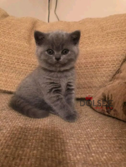 British shorthair kittens available