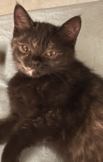 قطط مكس شيرازي وبرتش