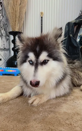 كلب هاسكي مالموت