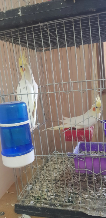 قص لاتينو سنه و شويه اول عش