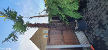 4m Large Trachycarpus Fortunei Fan Palm Trees. UK Wide Fast Delivery Available. Viewing Welcome.