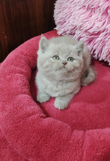 قطط سكوتش فولد وبريتش شورت هير للبيع