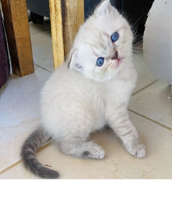 Blue point scottishfold