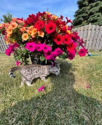 Bengal kittens