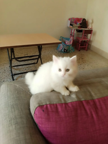 ذكر للبيع عمر 55يوم