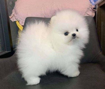 brilliant Pomeranian puppies