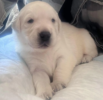 Labrador Puppies
