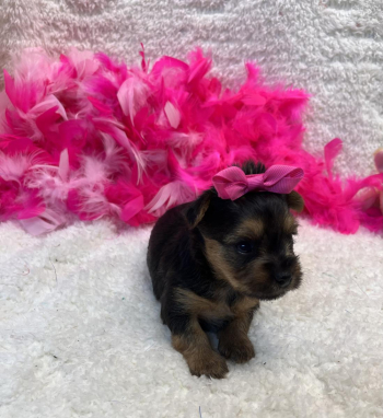 Yorkshire terrier female Amber