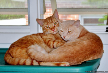 FREE With Condition, 4 Cats Born In June 2011.