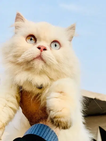 persian Female odd eye & piki Male yellow eye