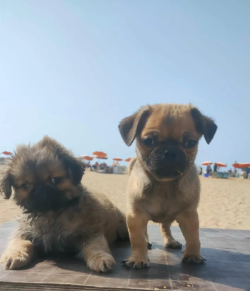 كلاب ذكر وانثي