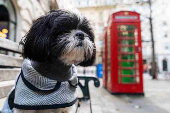 Exclusive Dog Winter Coat Unmatched Quality and Style