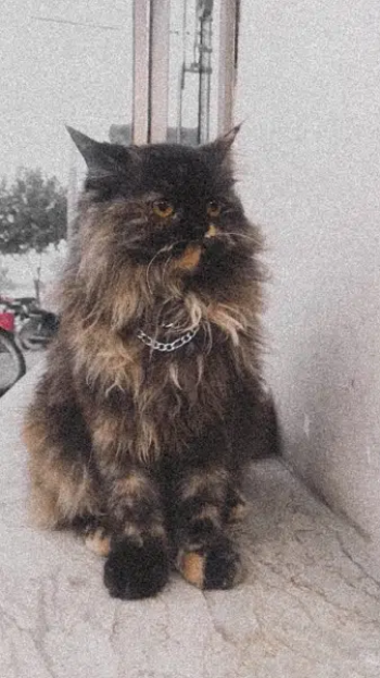 Tortoise shell female cat