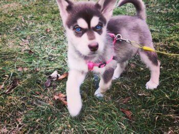 Mixed Breed Puppies For Sale | Dogfriendlycommunitybreeders.com