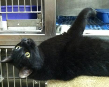 Domestic Short Hair - Farm Cats - Medium - Adult - Male - Cat for sale in Rockford, Illinois