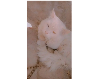 male cat