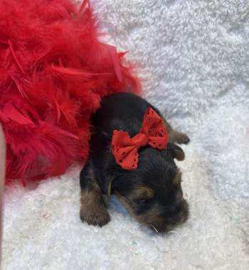 Yorkshire terrier Minnie