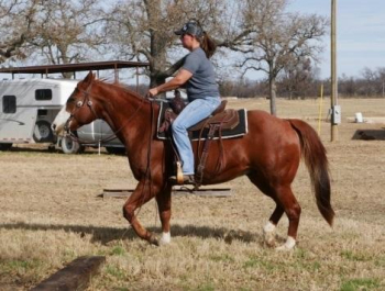 Quarter Horse for sale. Sorrel Gelding. Kids Safe