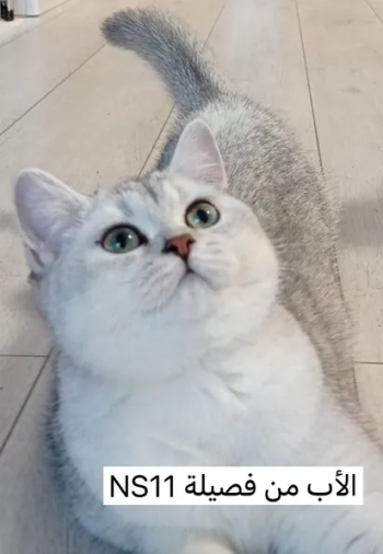 4كيتن من نوع NS11 بيور من الام و اب
