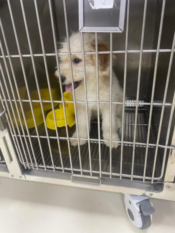 حيوانات للبيع في الرياض السعودية