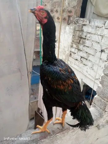 kmaliya bread long hight patha bht achi bread se hair