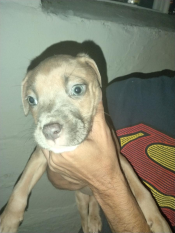 PITBULL PUPPIES FOR SALE MALE AND FEMALE